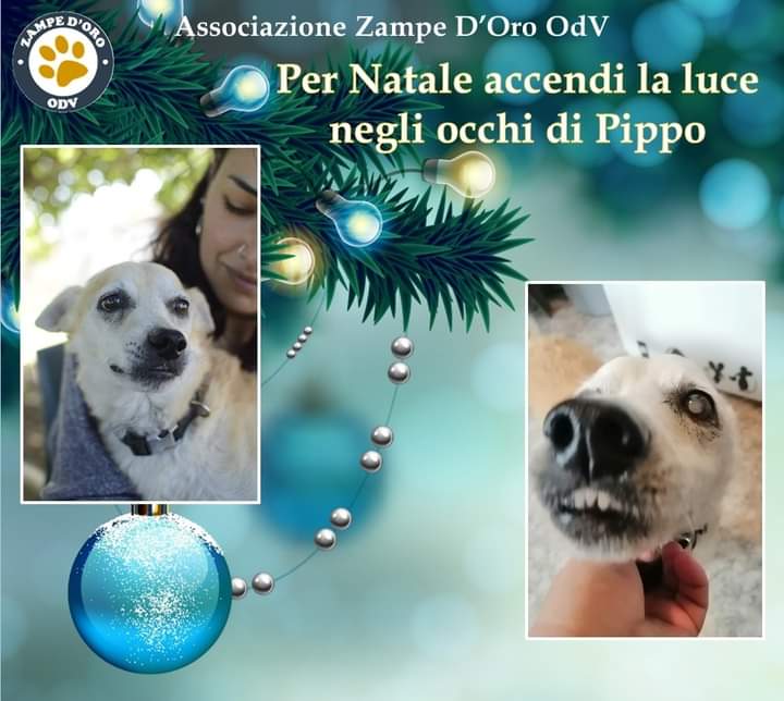 Radio Zampetta Sarda: aperta una raccolta fondi per salvare gli occhi del dolce Pippo