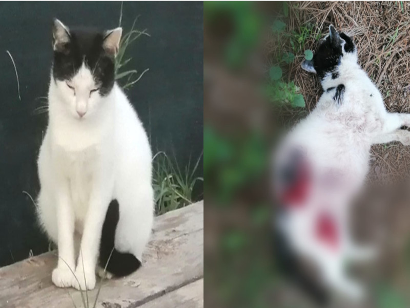 Al Poetto di Quartu torna l’emergenza cani randagi: “Hanno sbranato una delle gatte della colonia”