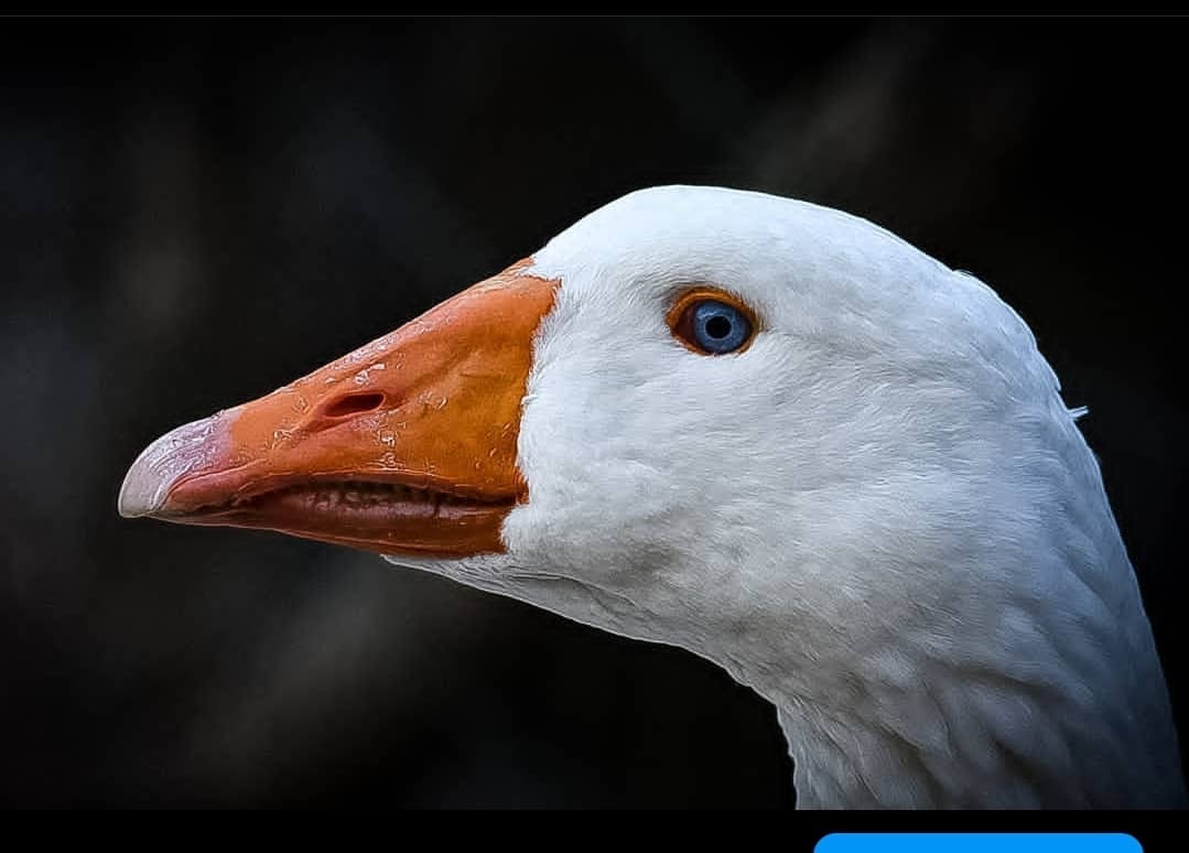 Aviaria a Cagliari, la svolta a Monte Urpinu: “Gli animali del parco potranno salvarsi”