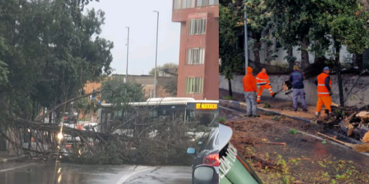 Monserrato, il vento abbatte un grosso pino: attimi di paura in via San Fulgenzio