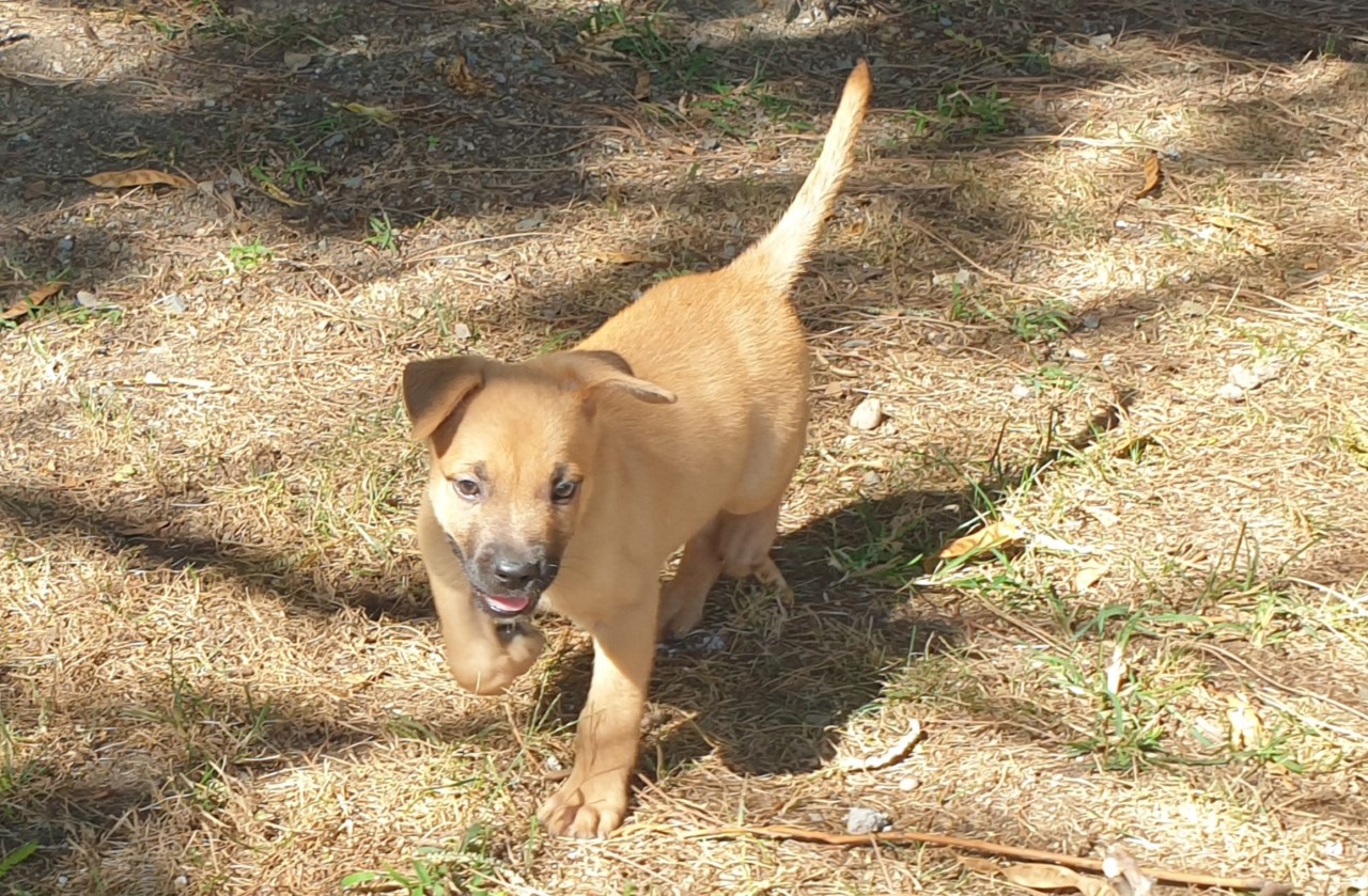 Una famiglia per Thor, il cucciolo affettuoso e giocoso vi aspetta al canile di Cagliari