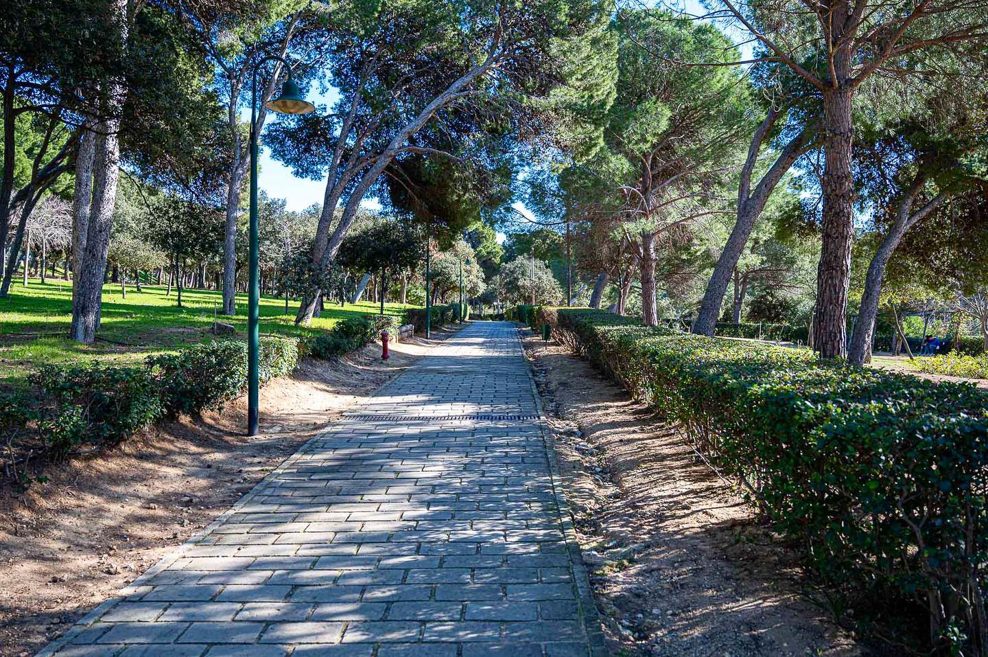 Strage di uccelli a Monte Urpinu, Truzzu: “Il Comune non c’entra nulla, commenti deliranti sui social”