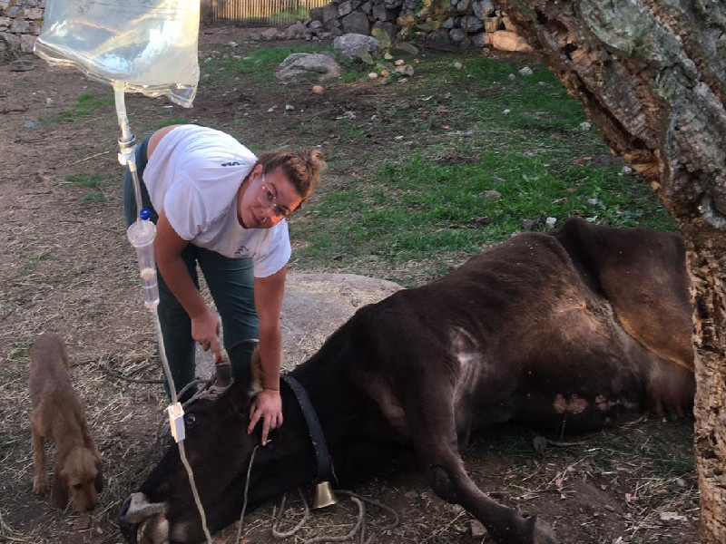Malattia del cervo, tremano tutti gli allevatori della Sardegna: “Come faremo senza vendere il bestiame?”