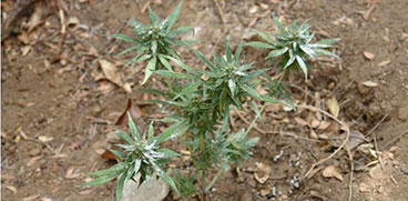 Talana, 60 kg di marijuana scoperti dai Forestali: erano nascosti in campagna