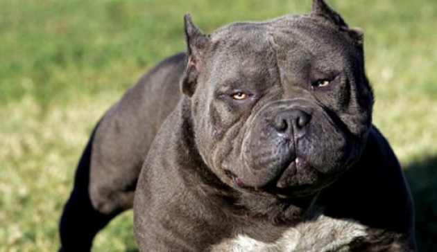 Maracalagonis, pugno di ferro contro i padroni dei cani che non rispettano le regole