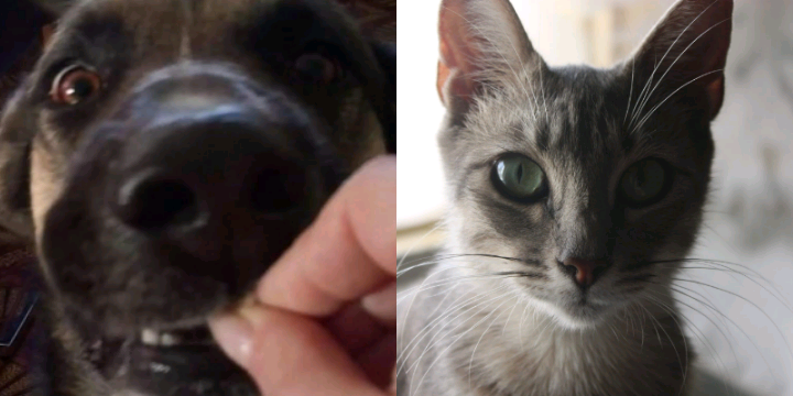 Nurachi al primo posto in Italia per il benessere degli animali