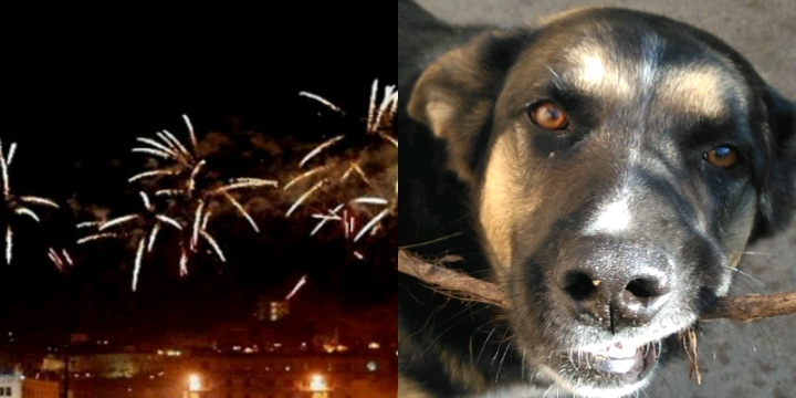 Monserrato, botti di Capodanno a basso impatto sonoro per rispettare gli animali