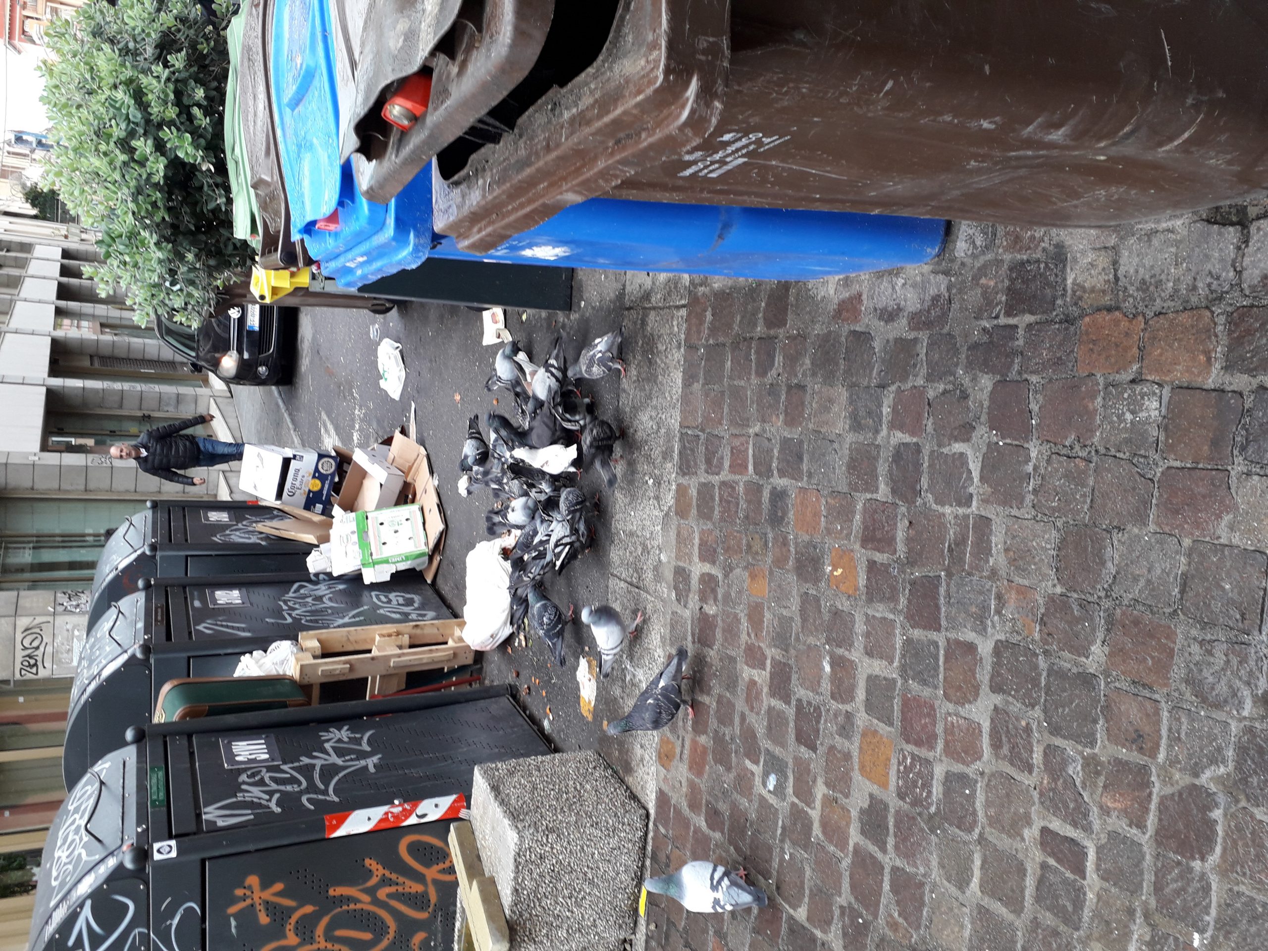 I piccioni fanno festa a Cagliari nella mensa-discarica di via Sassari