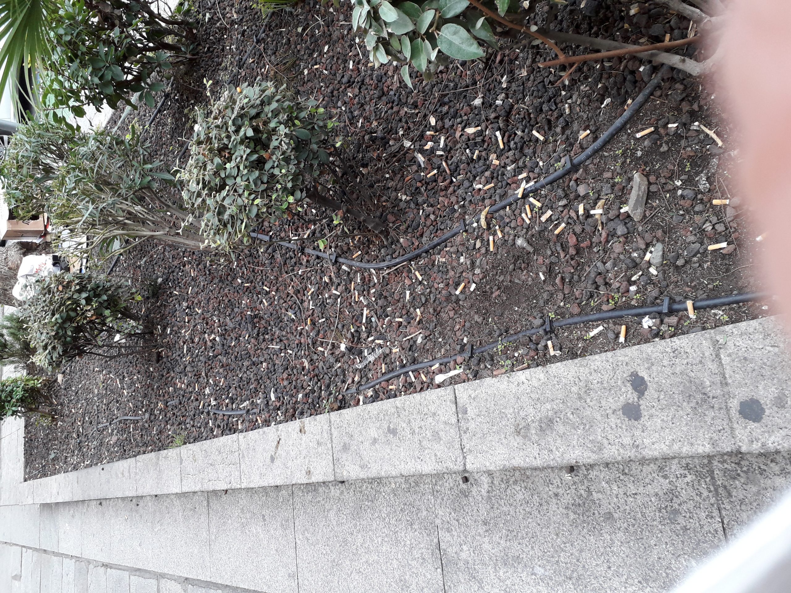 Le aiuole del Largo Carlo Felice, simbolo del degrado: al posto del verde distese di sigarette