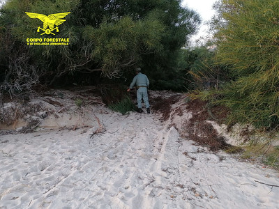Sfregio a Tuerredda, con un trattore sulle dune per portarsi via la legna
