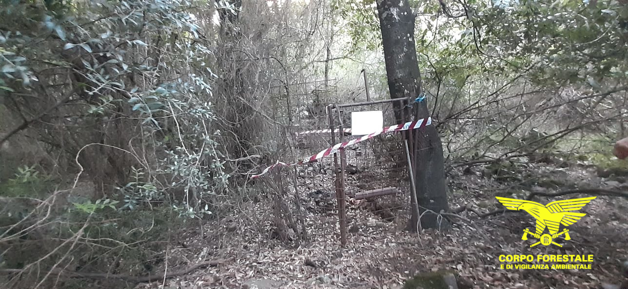 Cinghiali catturati per essere uccisi durante la caccia, l’orribile mattanza stroncata a Villa San Pietro