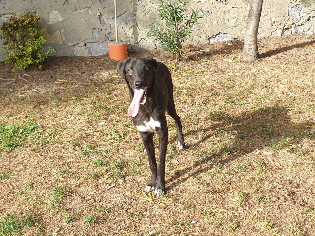 Adotta un cane dal canile di Cagliari: Barney vi aspetta