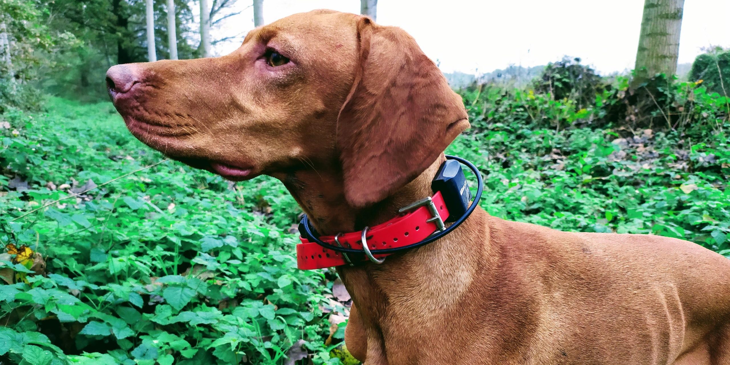 Comprano due collari per cani, coppia sarda truffata: un napoletano intasca 600 euro