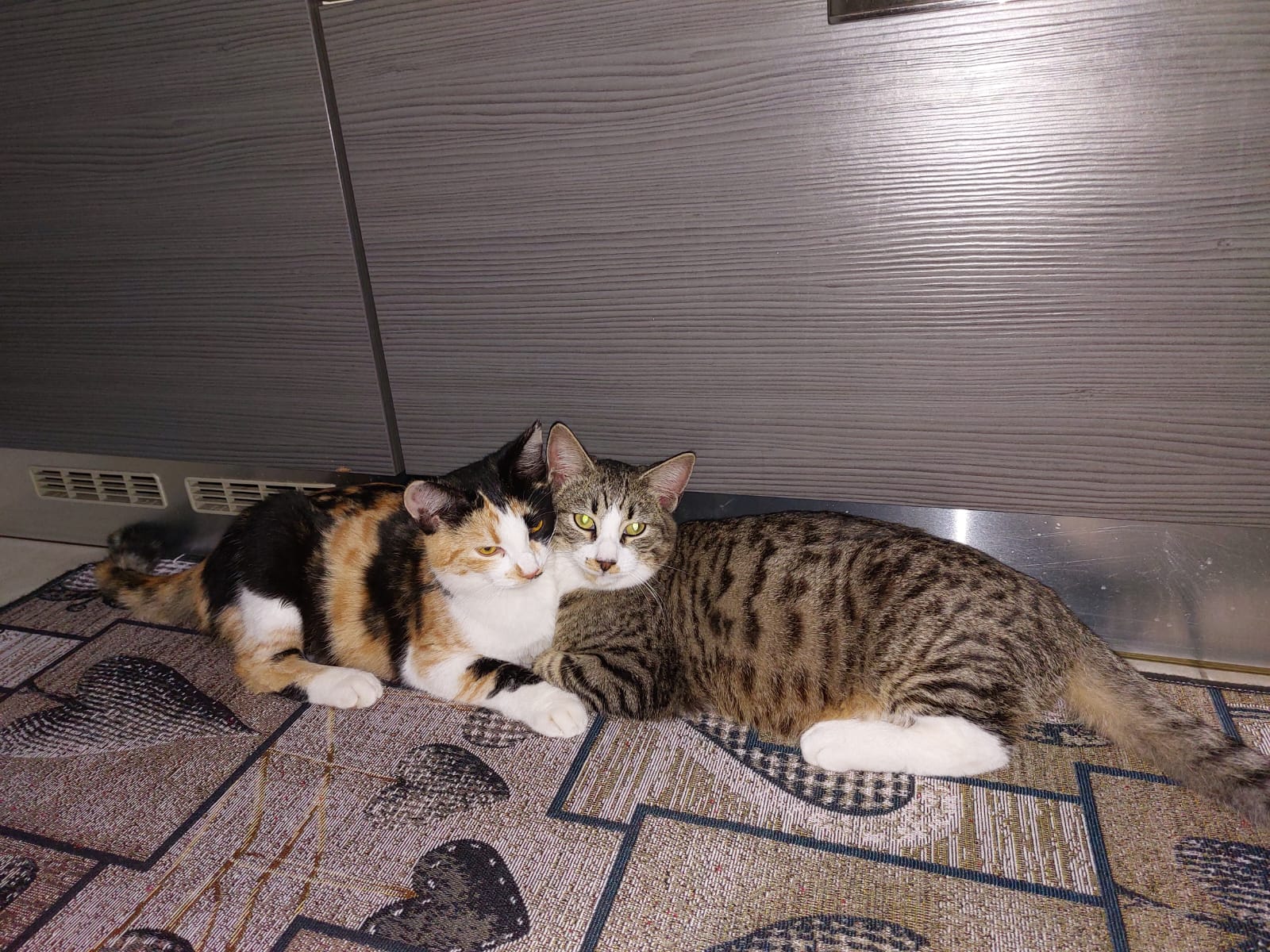 I dolcissimi gattini Sole e Leo in cerca di una casa, hanno 4 mesi e vivono a Cagliari