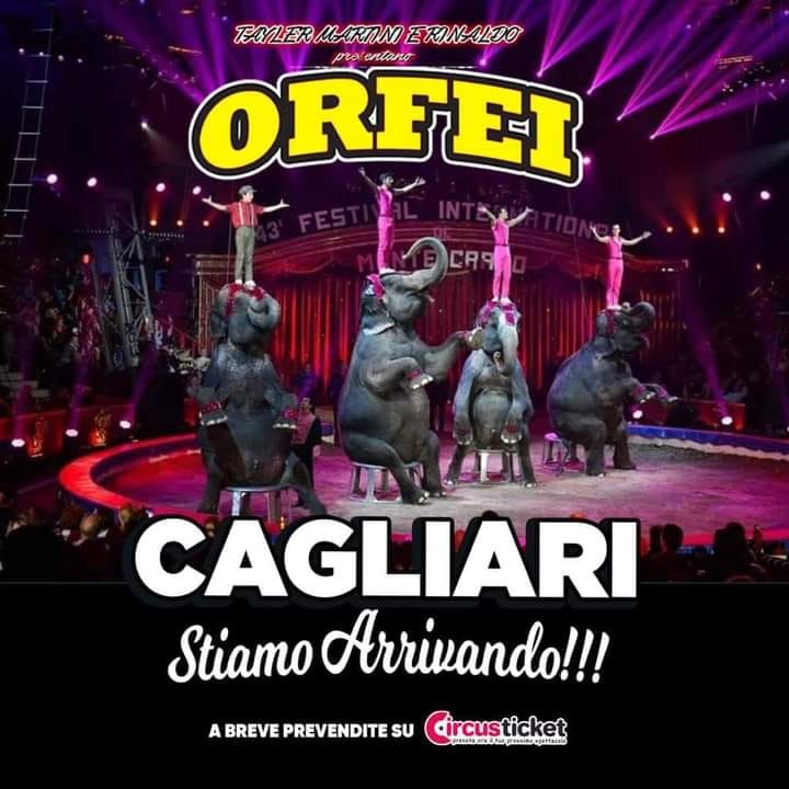 Cagliari, spettacolo con pappagalli ed elefanti: in via San Paolo arriva il circo Orfei