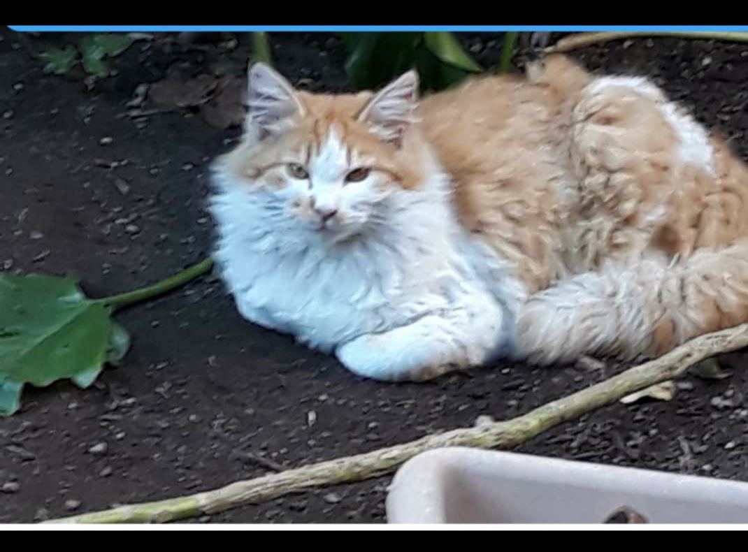 Il gatto del quartiere azzannato da un pitbull a San Michele: “Sapere che sei morto, mi ha straziato il cuore”