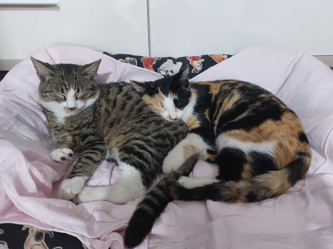 Dal divano al giardino, per Sole e Leo adozione e raccolta fondi per sterilizzazione