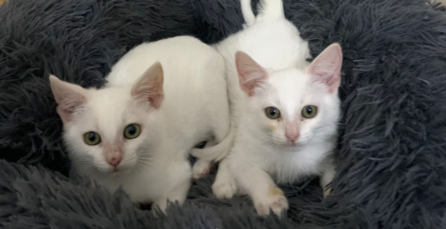 Radio Zampetta Sarda: adozione del cuore a Mores, per 2 micine di 2 mesi