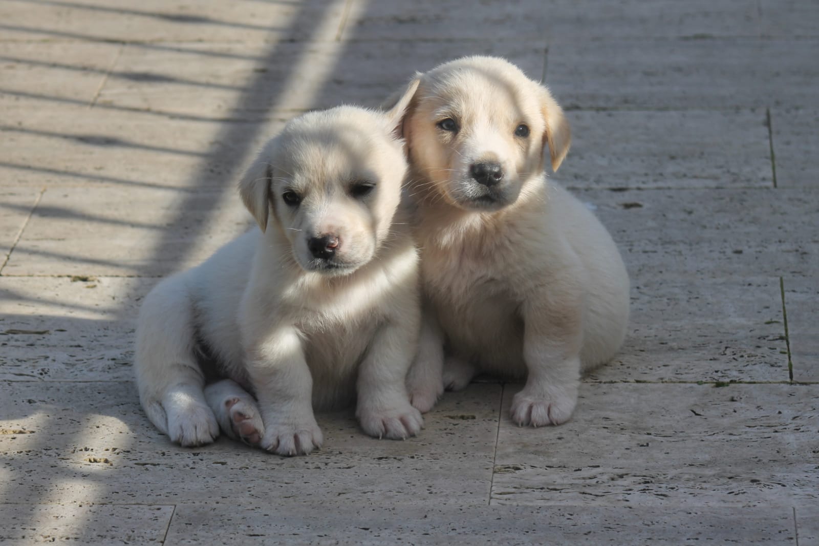 Radio Zampetta Sarda: 5 cuccioli abbandonati in cerca di una famiglia per la vita