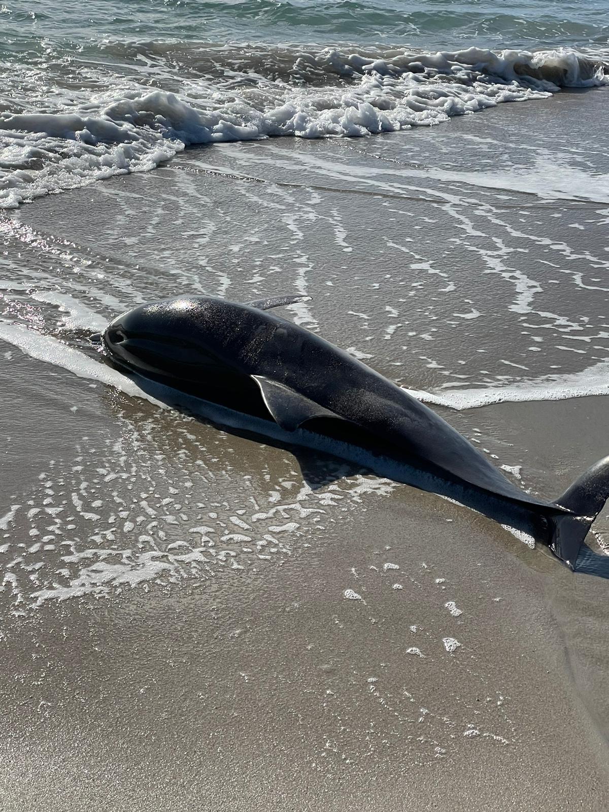 Quartu, un delfino morto dopo essere stato colpito dall’elica di una barca