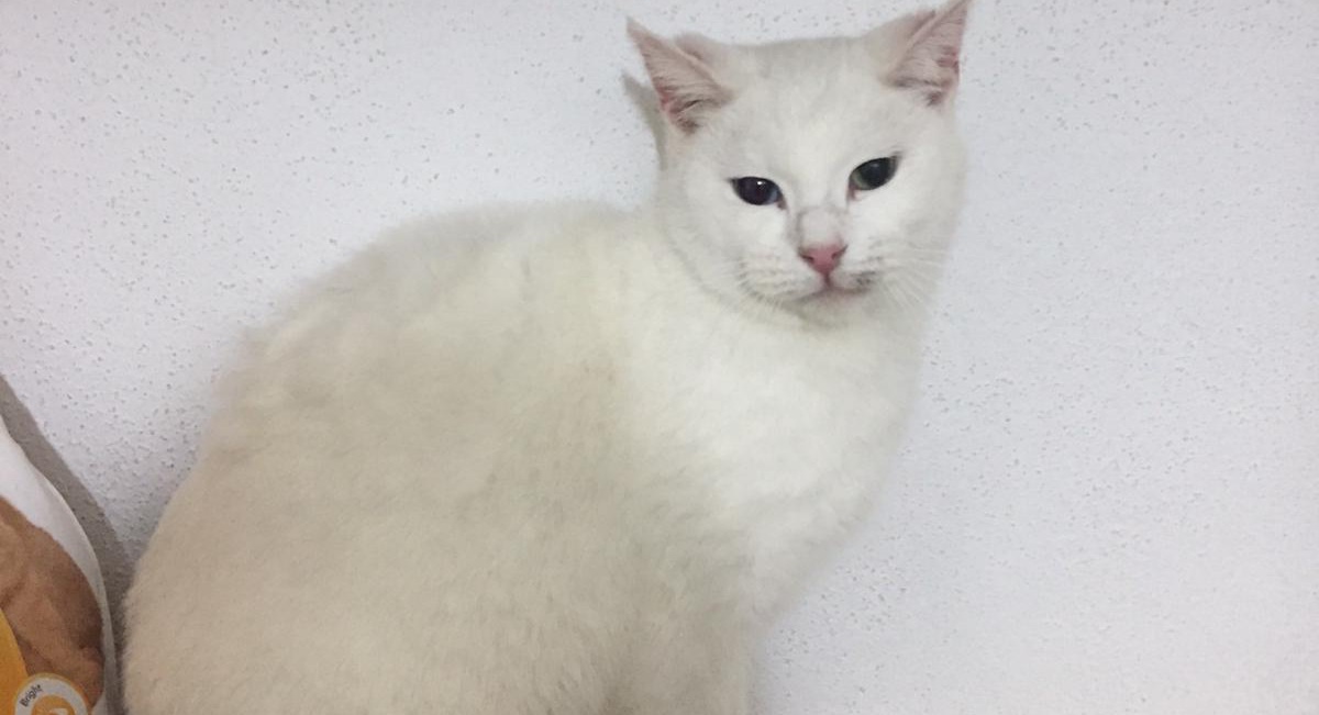 Sos a Mores, cercasi stallo o adozione entro sabato per una gattina