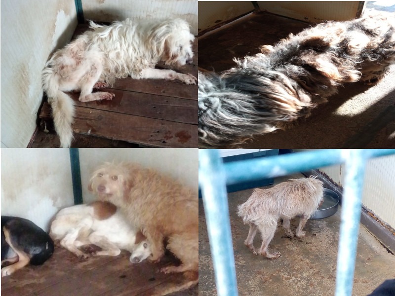 Radio Zampetta Sarda: “Stop Animals Crime Italia contro il canile di Musei”