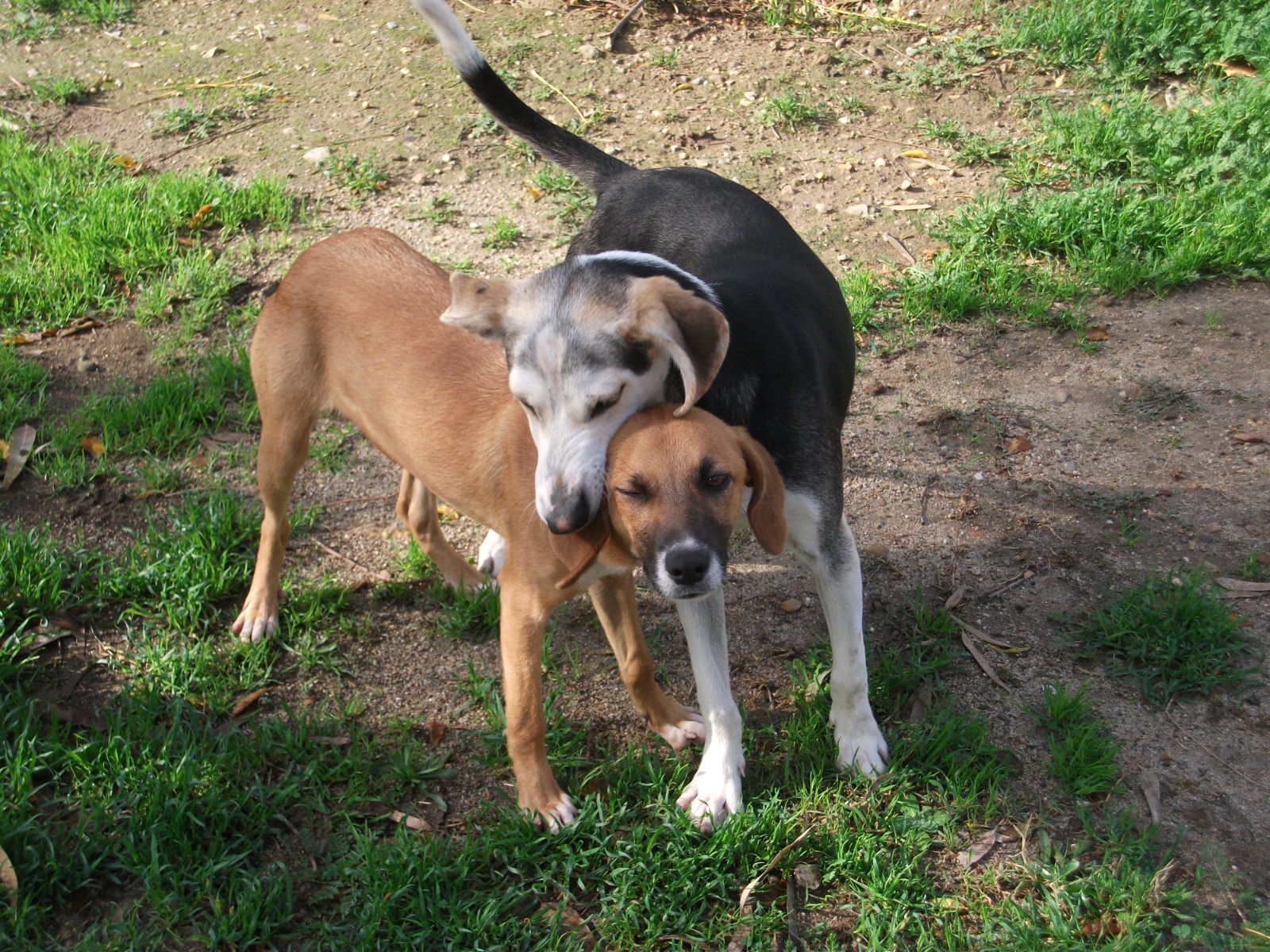 “Il canile di Musei controllato anche dai Nas, tutti i cani stanno bene”