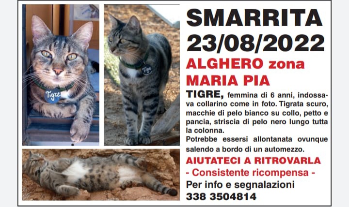 Radio Zampetta Sarda: lauta ricompensa a chi riporta Tigre a casa