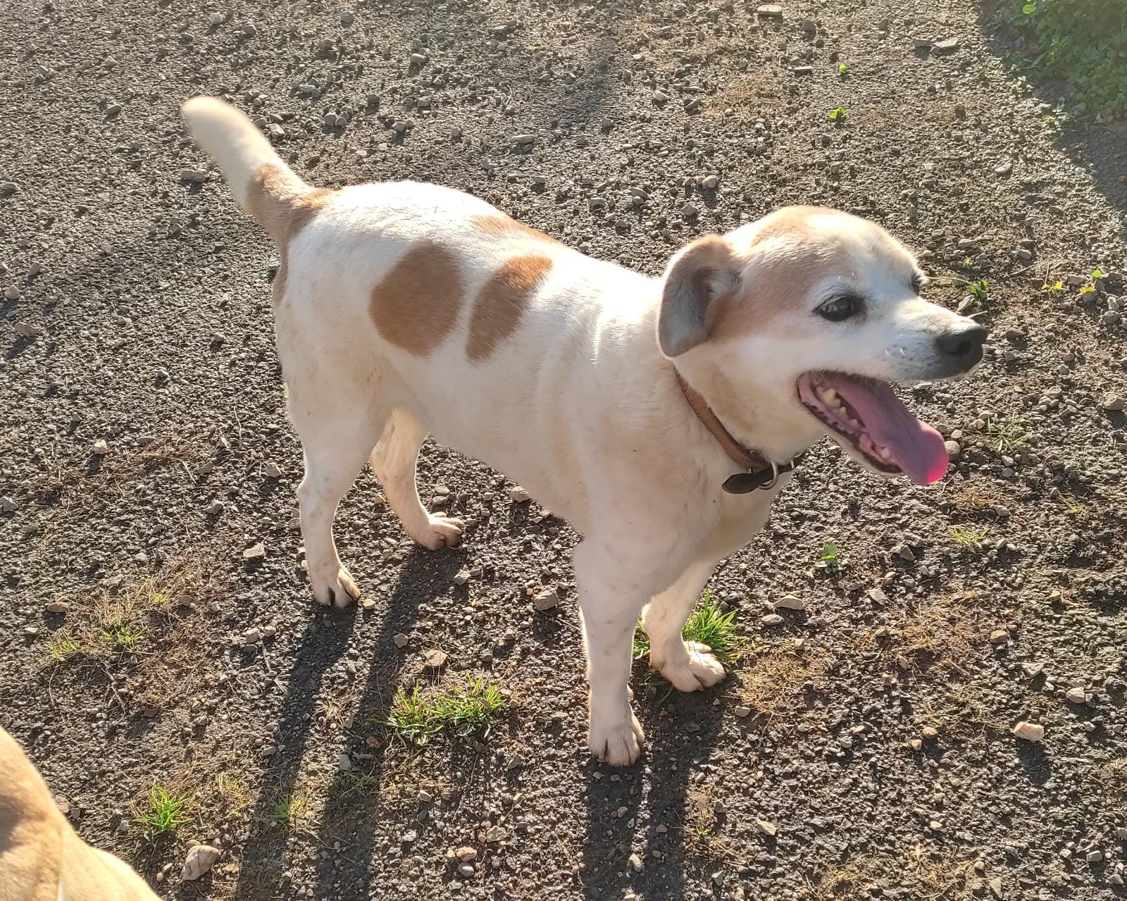 Radio Zampetta Sarda: il dolce Pippo cerca casa