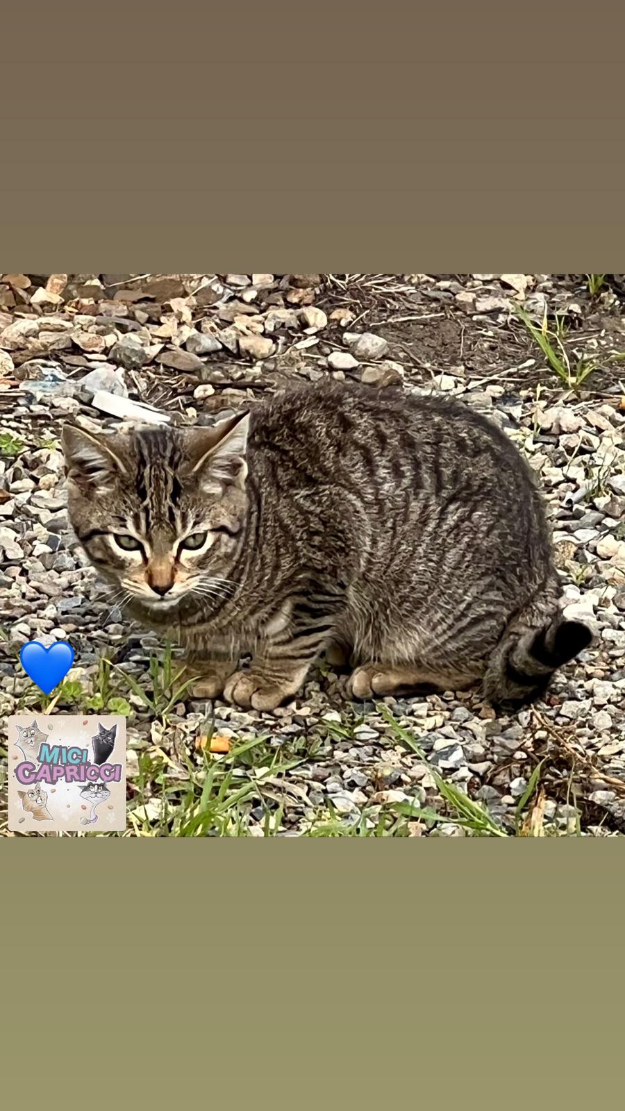 Radio Zampetta Sarda, adozione del cuore per un piccolo gattino