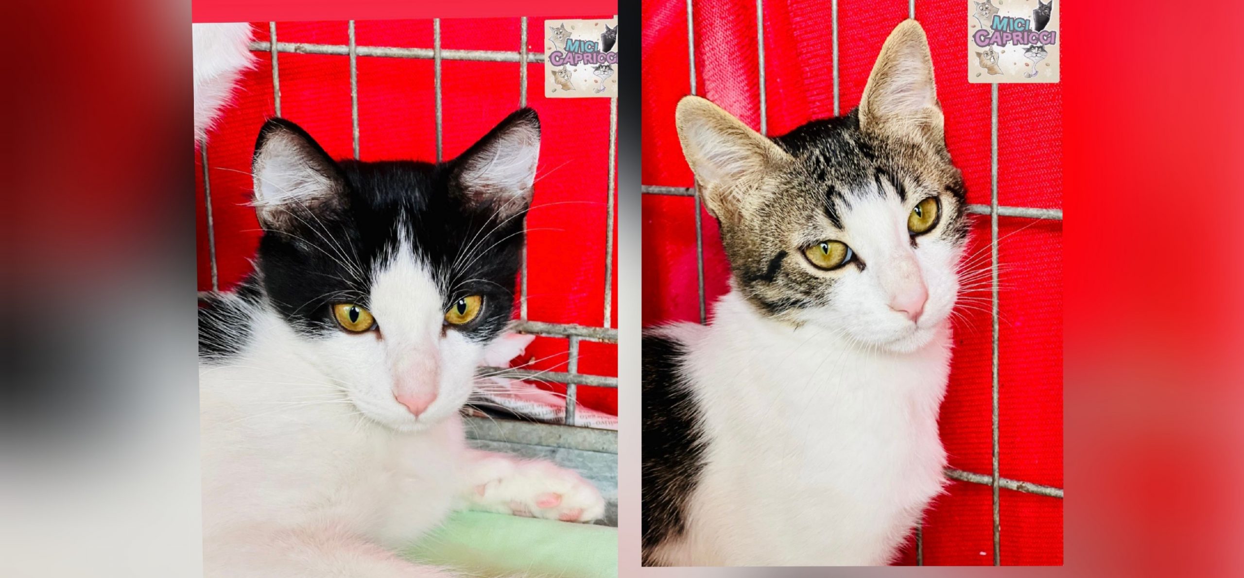 Appello a Radio Zampetta Sarda per due fratelli cresciuti in gabbia