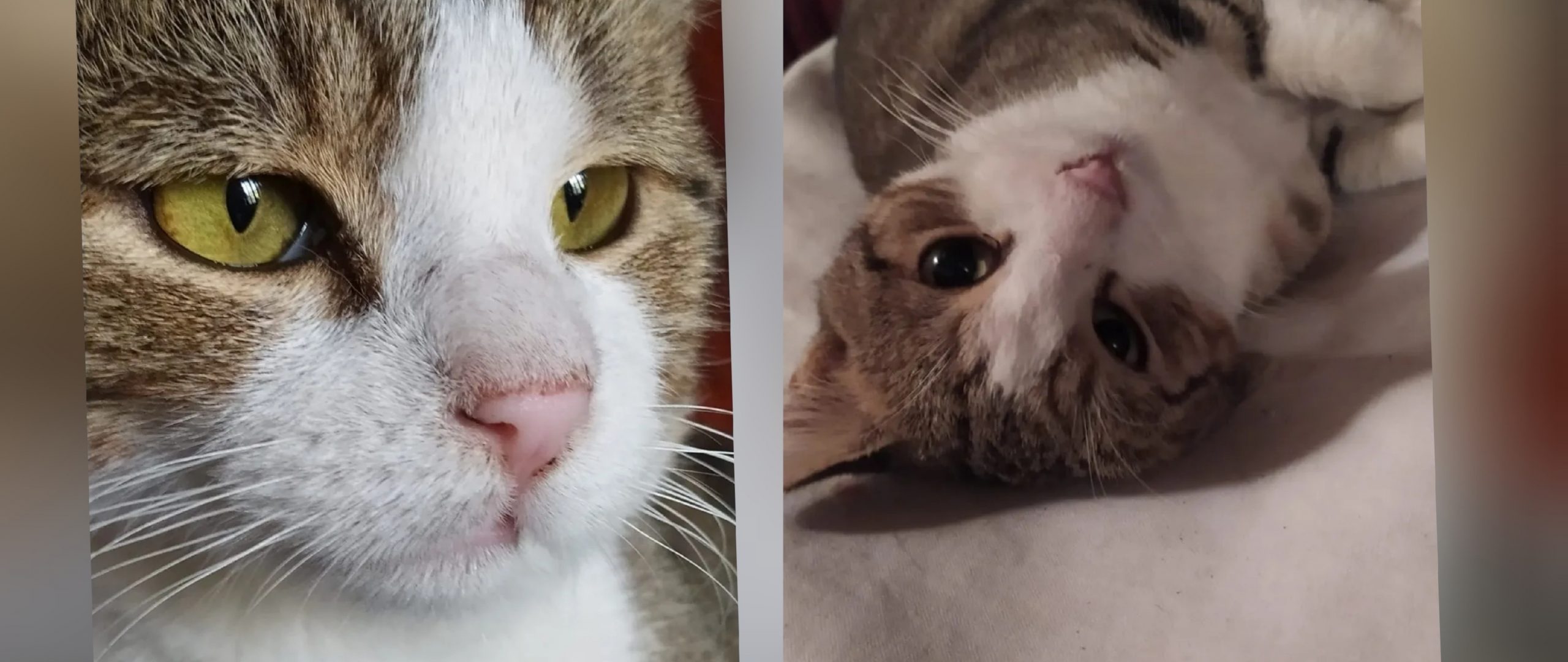 Radio Zampetta Sarda: sos per trovare una casa al piccolo Cookie