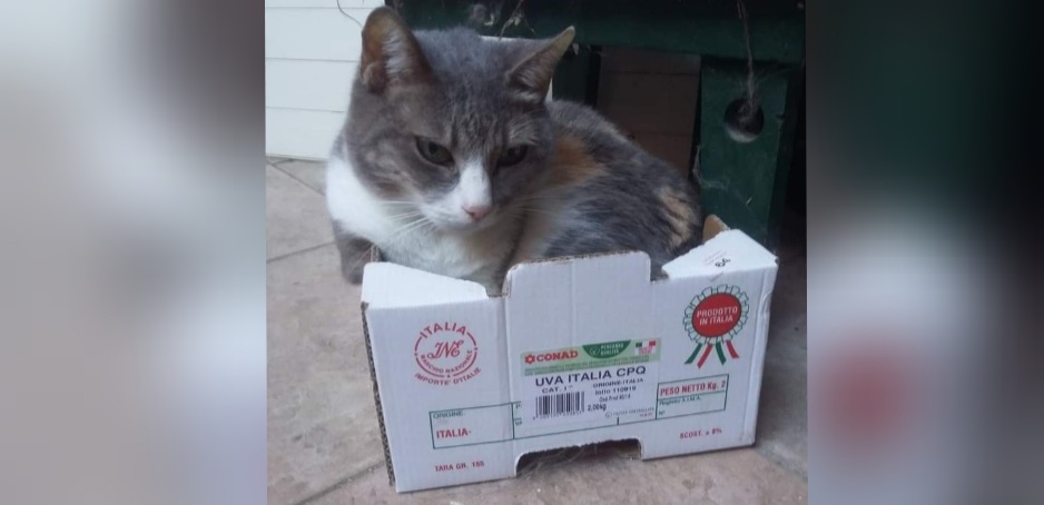 Sos a Radio Zampetta Sarda, Mery si è smarrita a Quartucciu: aiutiamo a ritrovarla