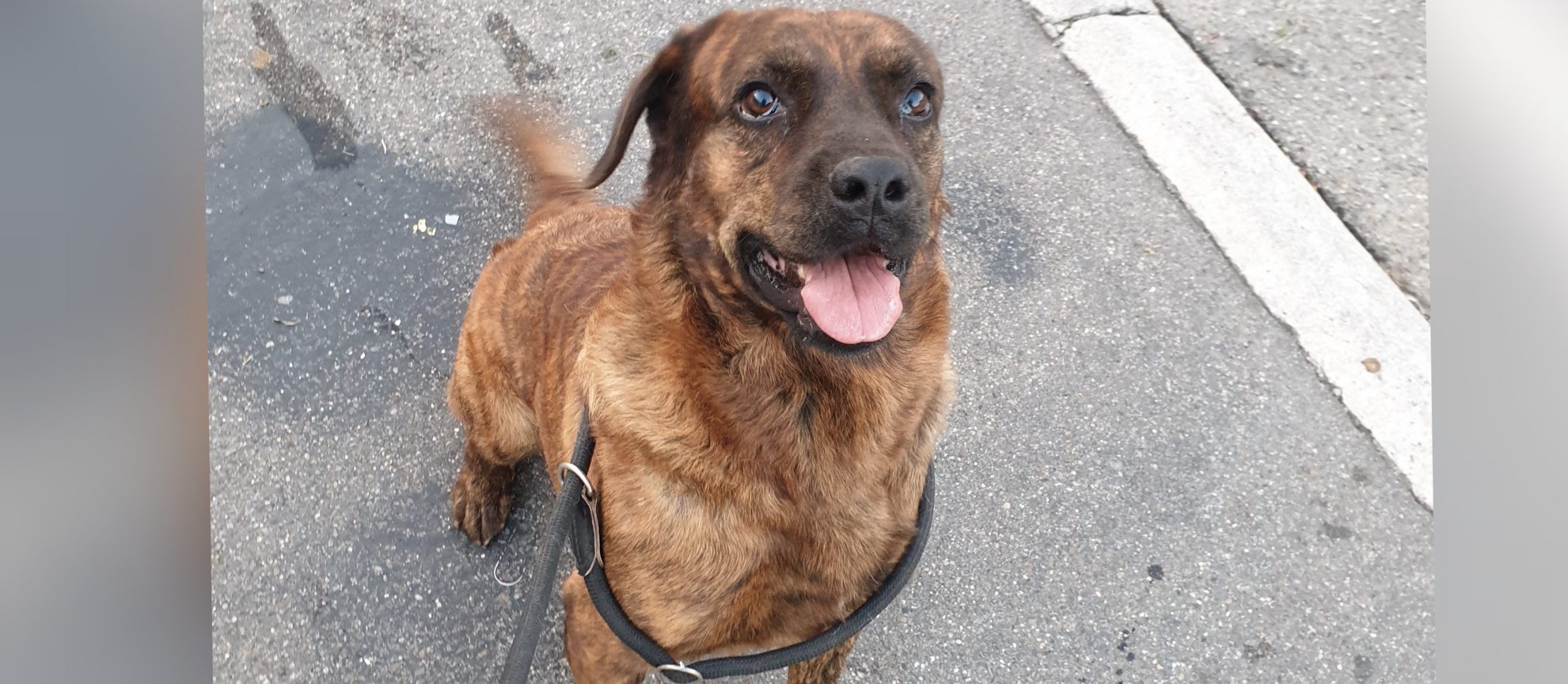 Una casa per Brio, da 7 anni in canile ora aspetta coccole e una famiglia