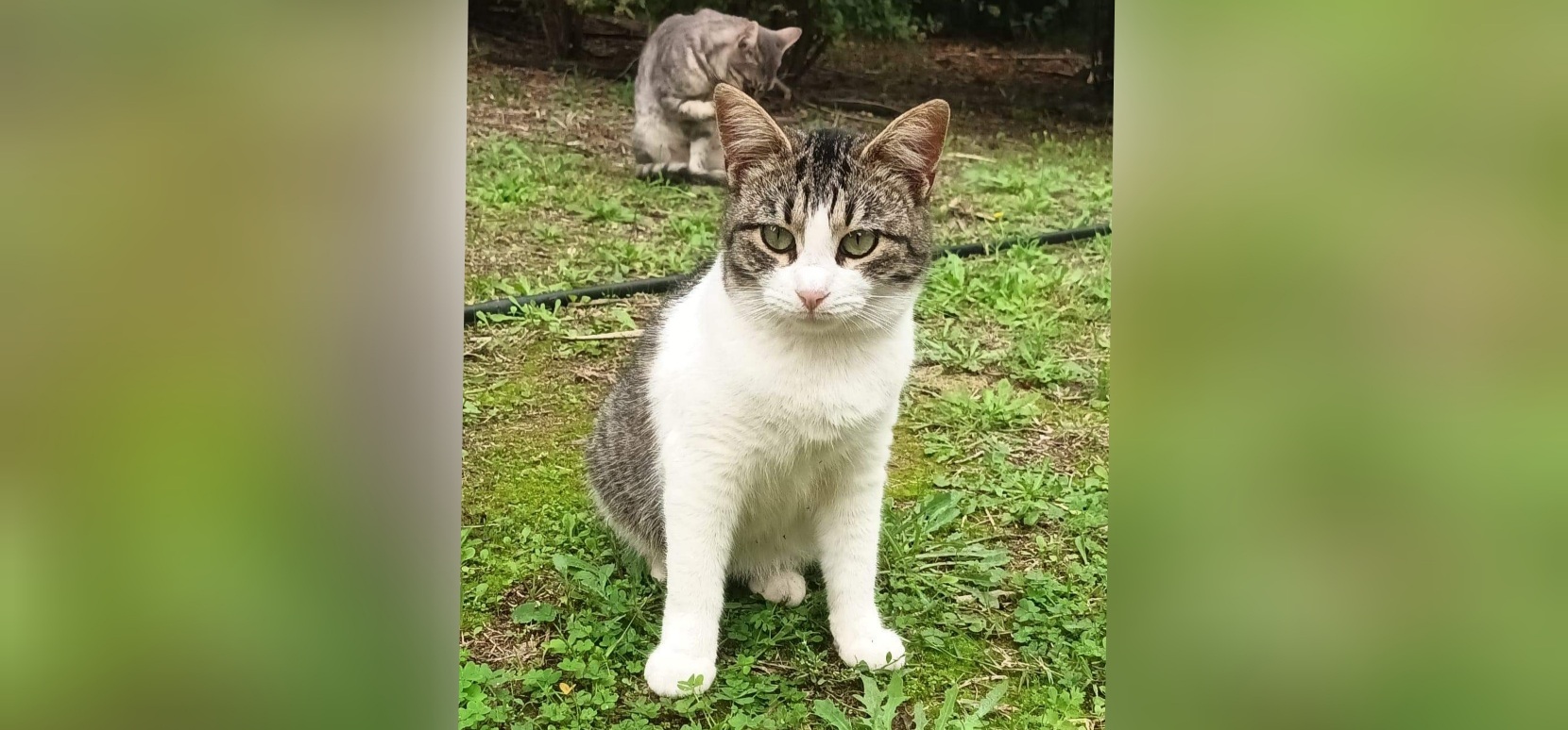 Sos a Radio Zampetta Sarda: “Aperta una raccolta fondi per i gatti di Terramaini”