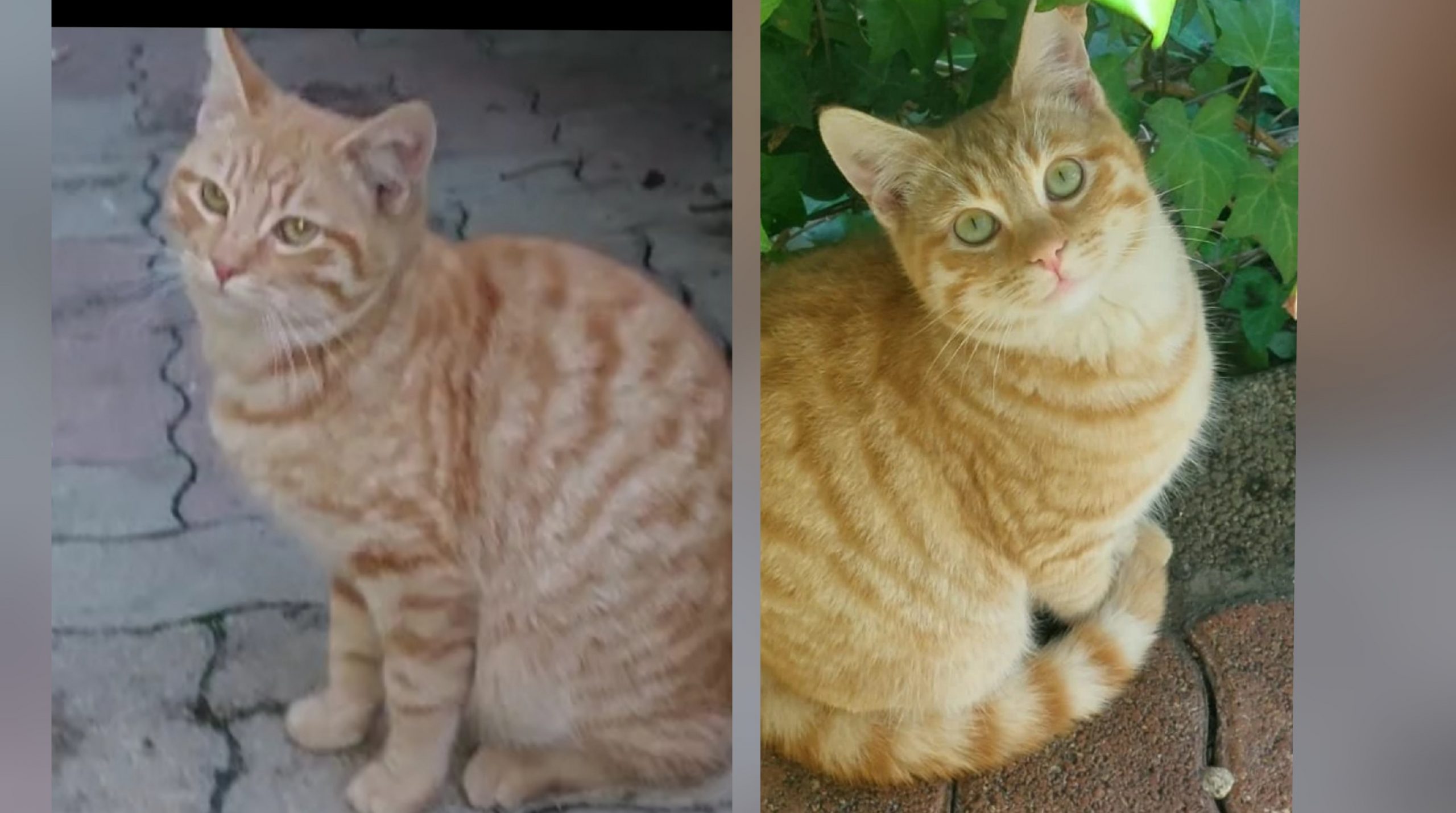 Adozione di coppia per 2 fratellini in pericolo di vita: appello a Radio Zampetta Sarda