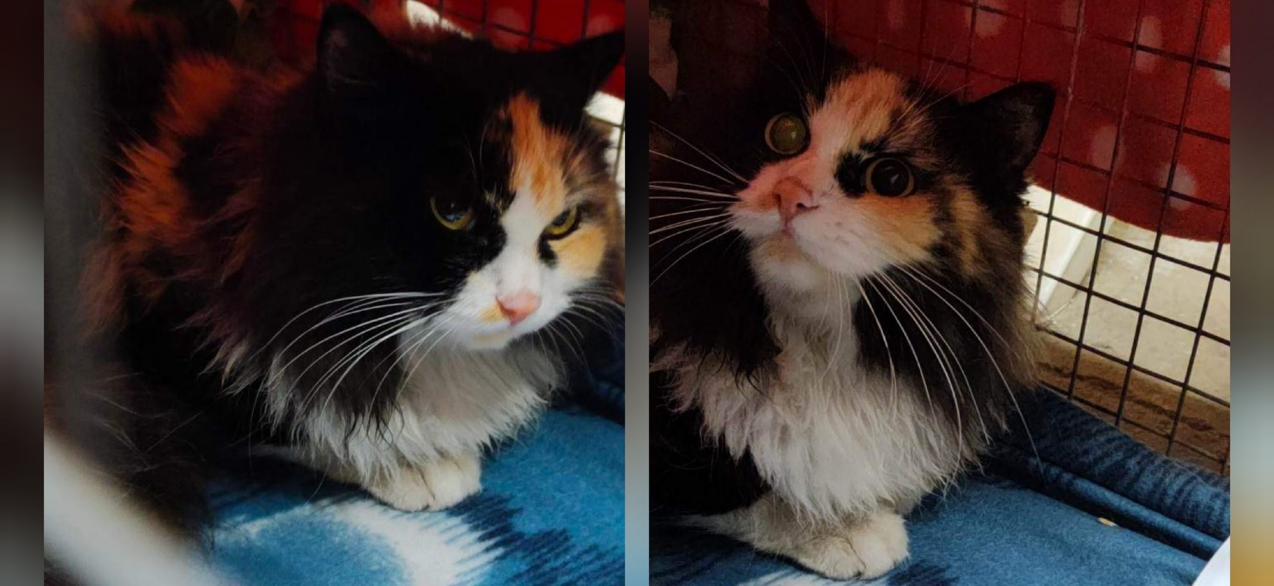 Sos a Radio Zampetta Sarda per una docile gattina