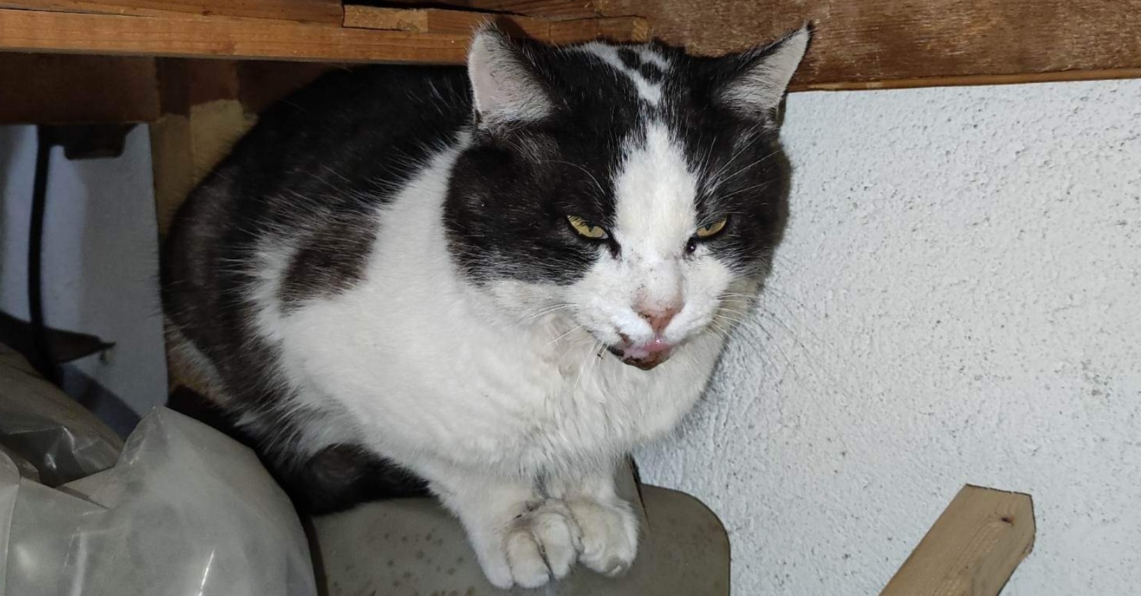 Una casa per Bomber, l’appello a Radio Zampetta Sarda