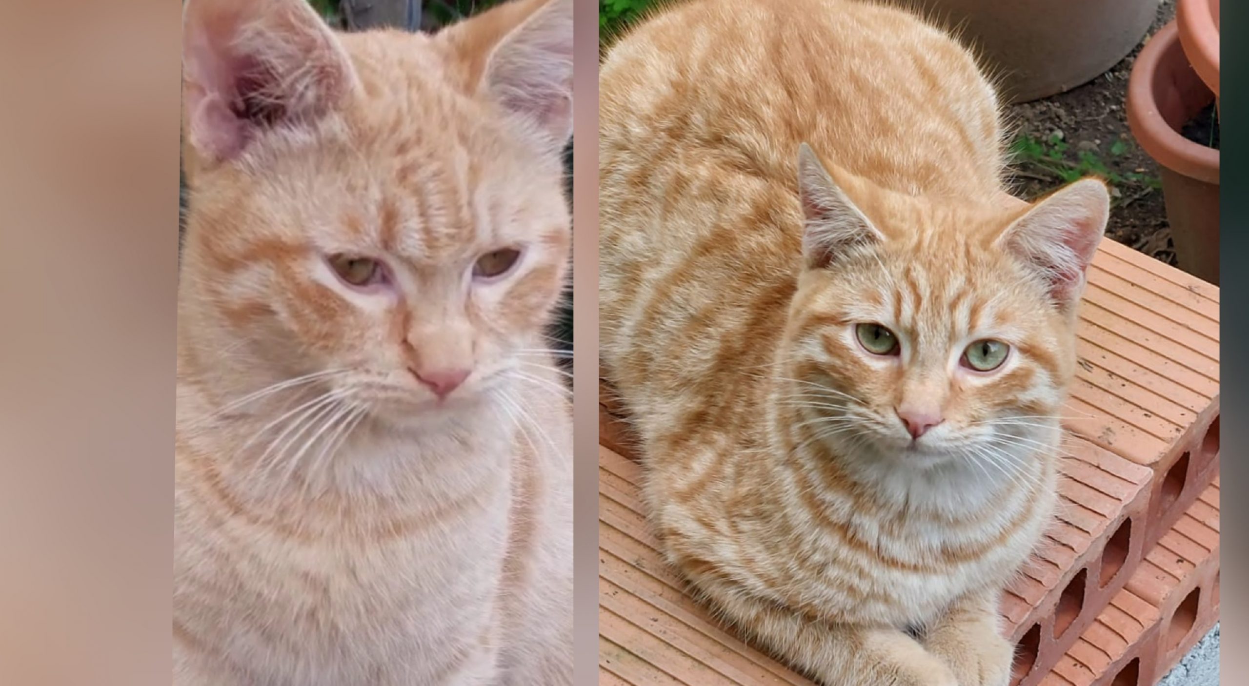 Sos a Radio Zampetta Sarda, cercasi casa per Lillo e Milo