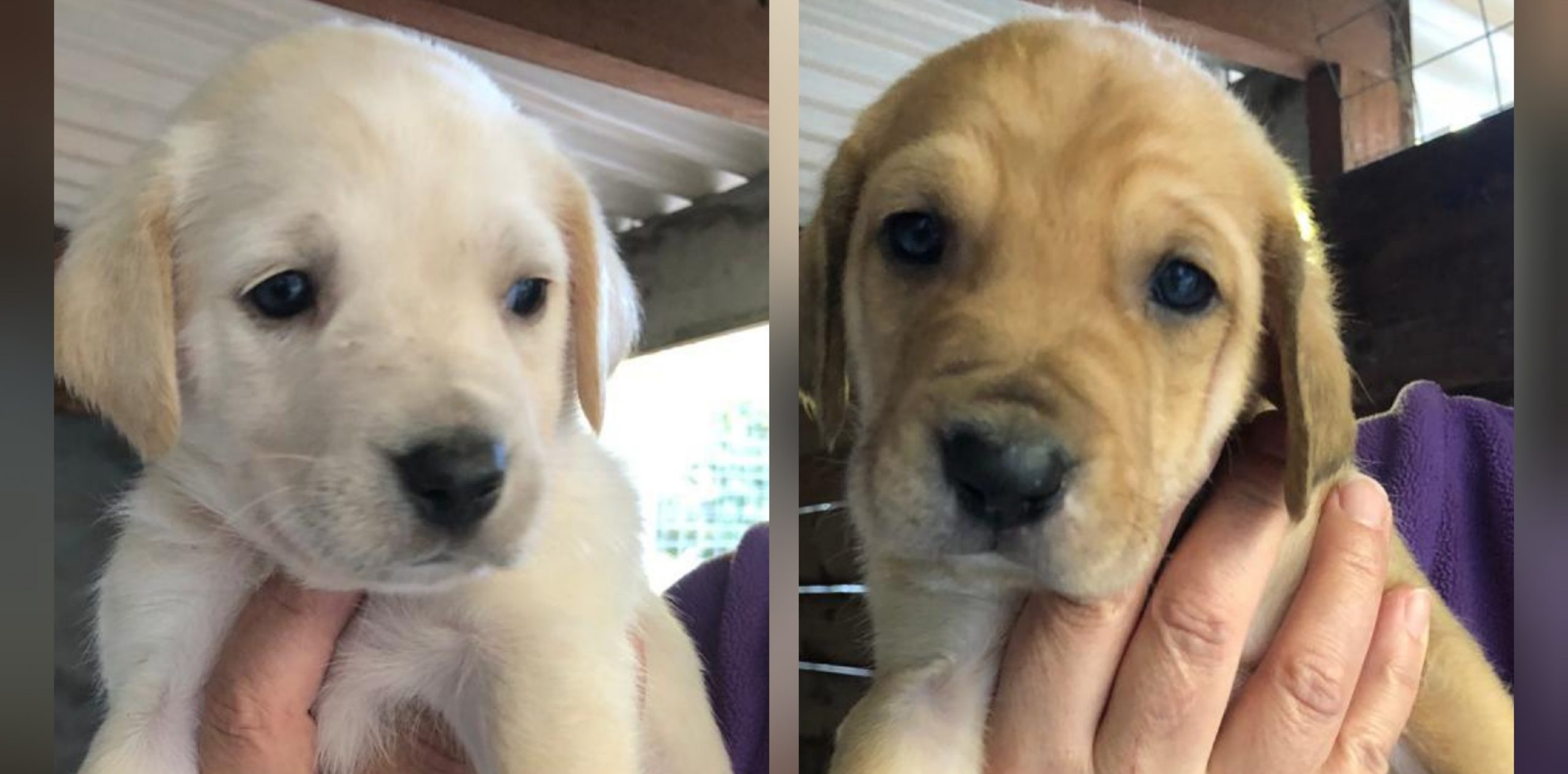 Radio Zampetta Sarda: 10 cuccioli recuperati dentro un canale cercano famiglia