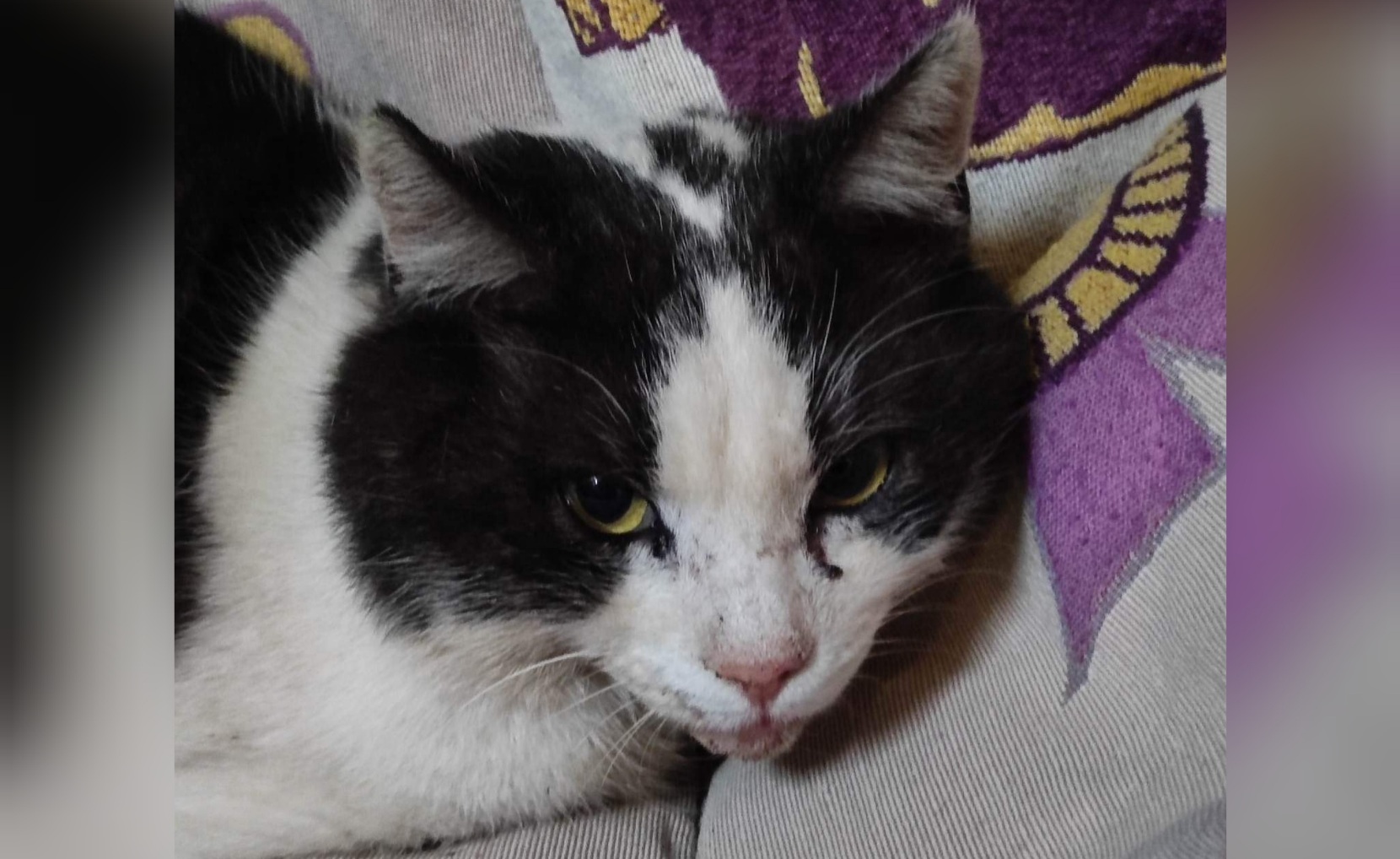 Radio Zampetta Sarda: Bomber, investito e operato ora cerca casa