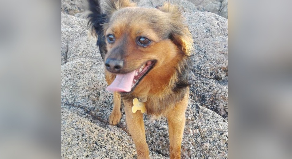 Sos per Krusty a Radio Zampetta Sarda: “Offriamo una ricompensa”