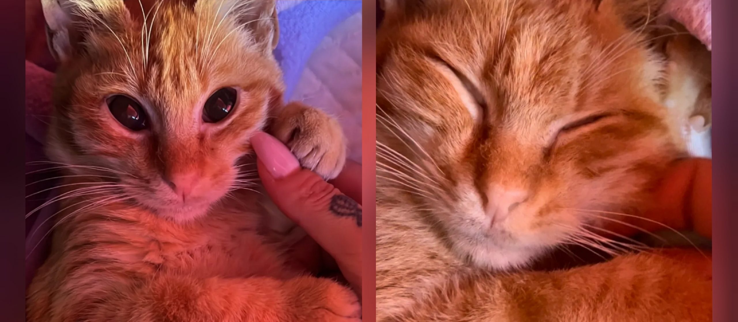 Mici-Capricci apre una raccolta fondi per le cure di Milo