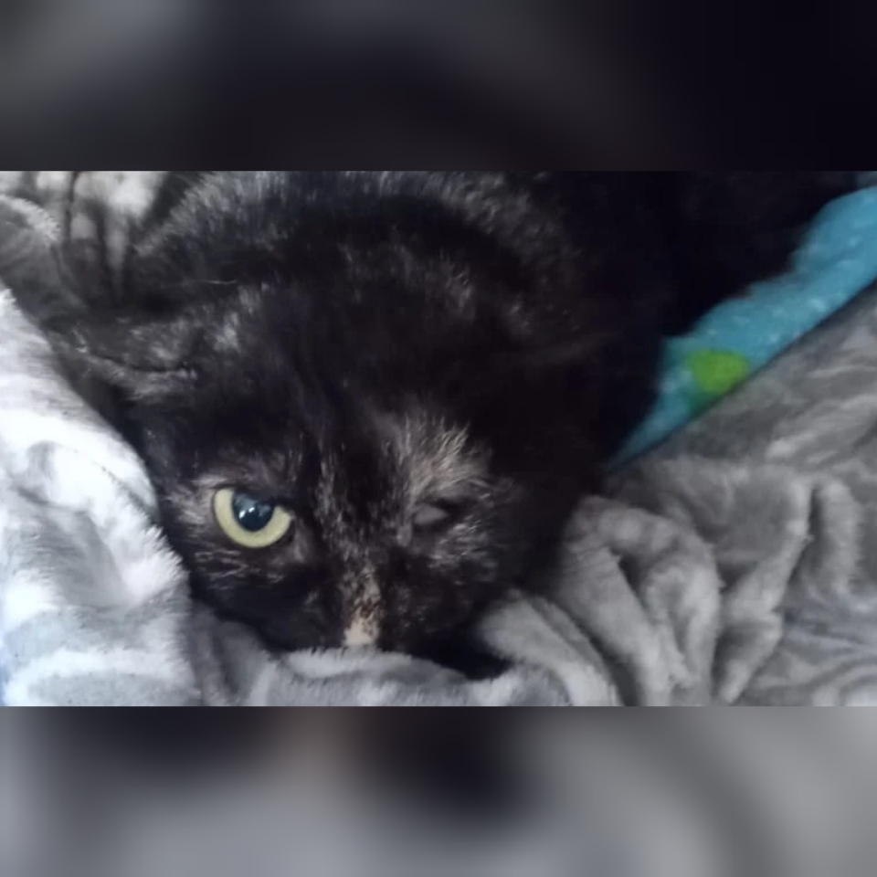 Radio Zampetta Sarda, cercasi casa per la dolce Stellina