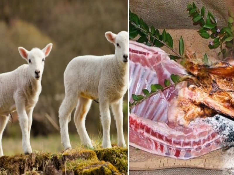 Agnello sardo venduto a 18 euro, agli allevatori le briciole: “Pagato solo 3,5 euro al chilo”