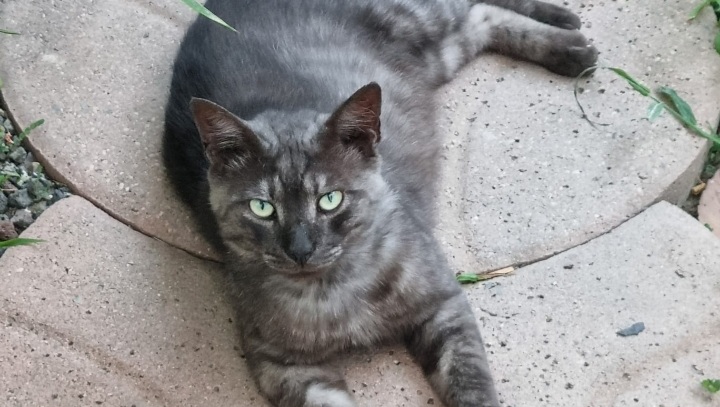 Sos per Teo, gatto scomparso da Monserrato: chi l’ha visto?