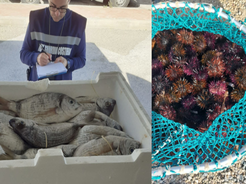 Pesce andato a male e ricci pescati illegalmente a Cagliari, multe salate a ristoratori e pescatori