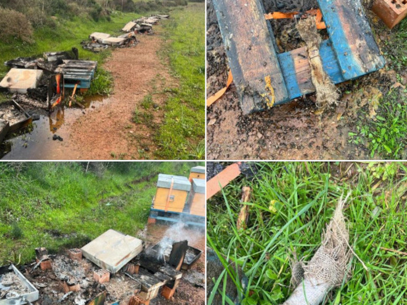 Choc a Villacidro, due milioni di api bruciate vive: “Ignobile crudeltà”