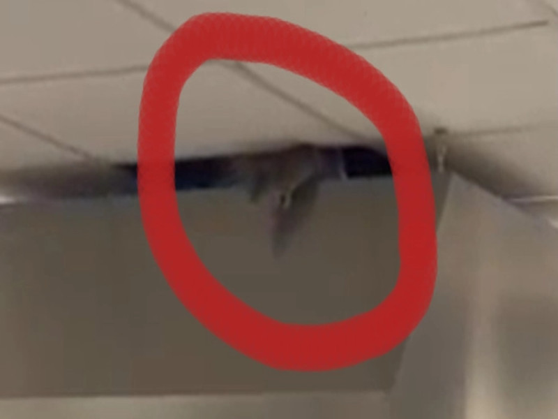 Cagliari, emergenza topi all’Oncologico: sbarrati il bar e la cappella