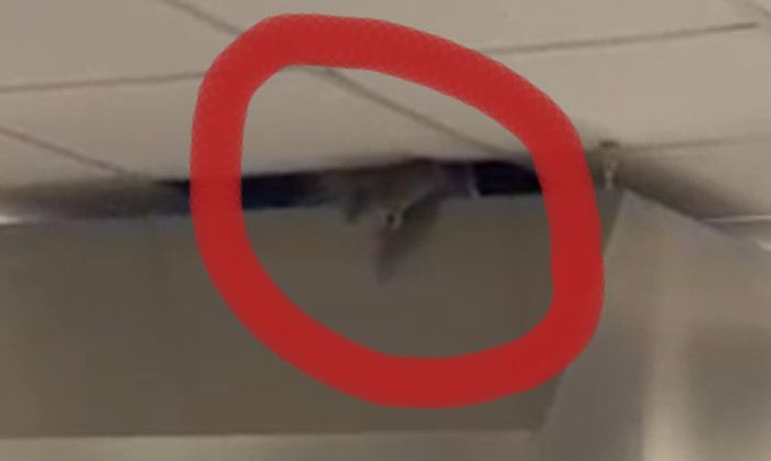 Cagliari, l’ultima emergenza nella sanità: i topi nella cucina dell’Oncologico (VIDEO)